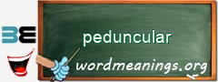 WordMeaning blackboard for peduncular